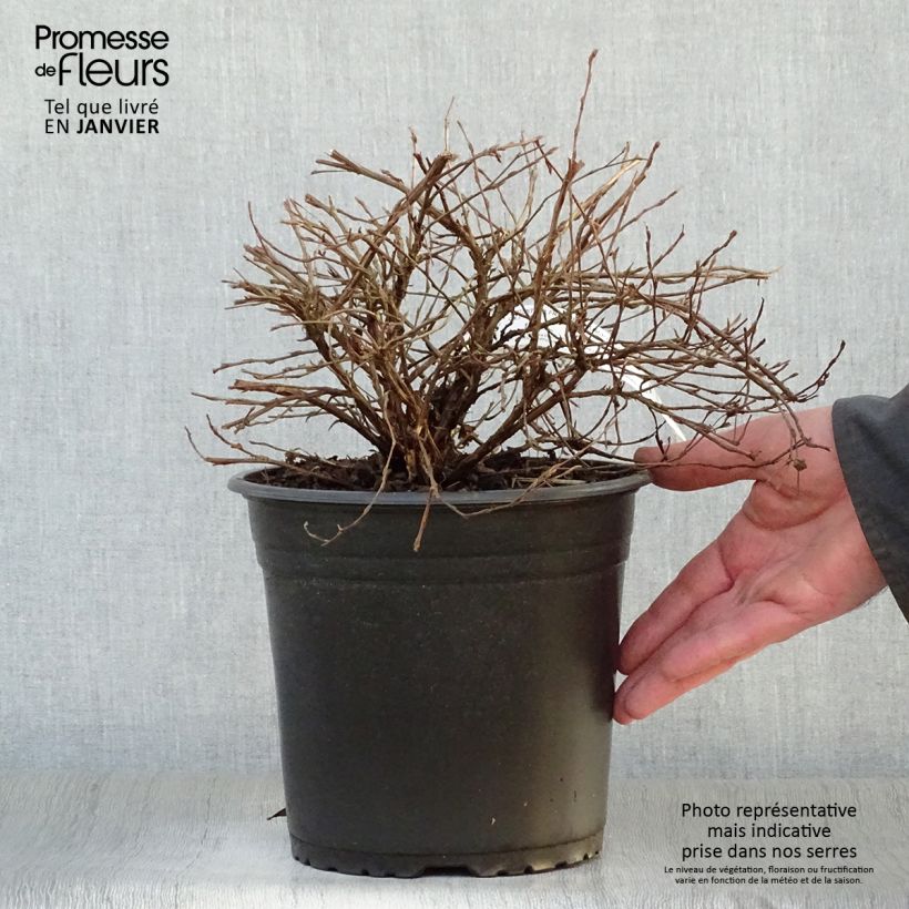 Exemplar von Fingerstrauch Double Punch Cream - Potentilla fruticosa Topf mit 3L/4L wie im Winter geliefert