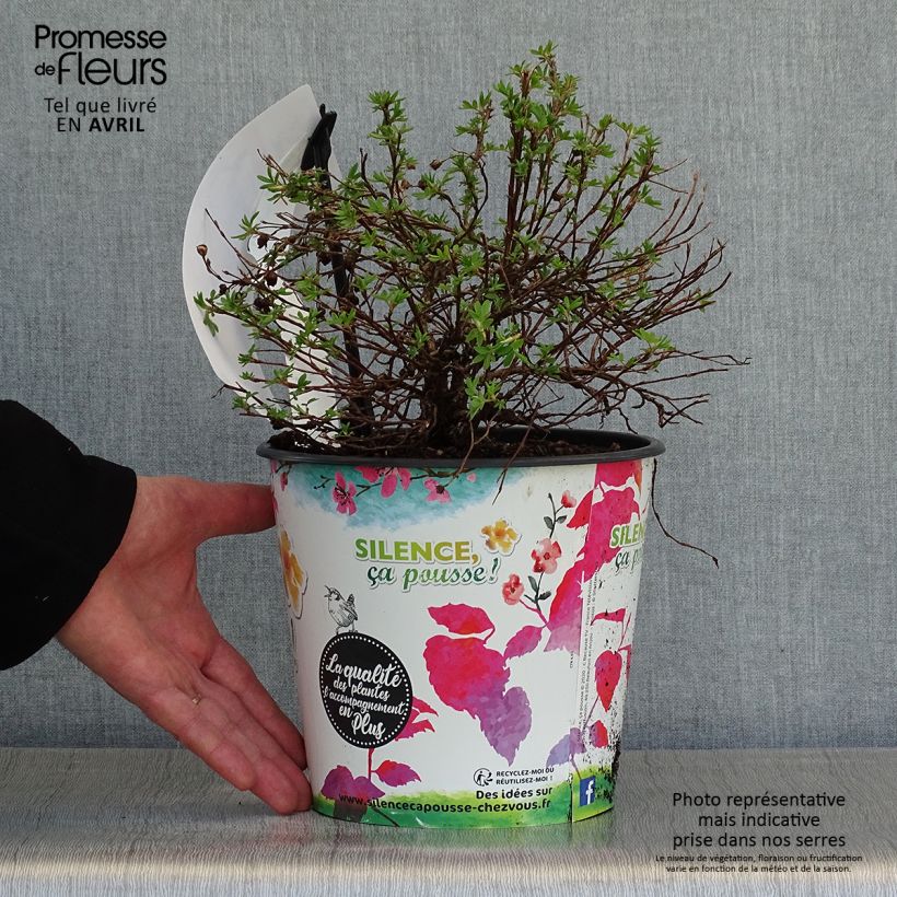Exemplar von Fingerstrauch Double Punch Gold - Potentilla fruticosa Topf mit 2L/3L wie im Frühjahr geliefert