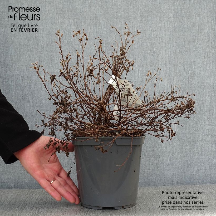 Exemplar von Fingerstrauch Double Punch Peach - Potentilla fruticosa Topf mit 3L/4L wie im Winter geliefert