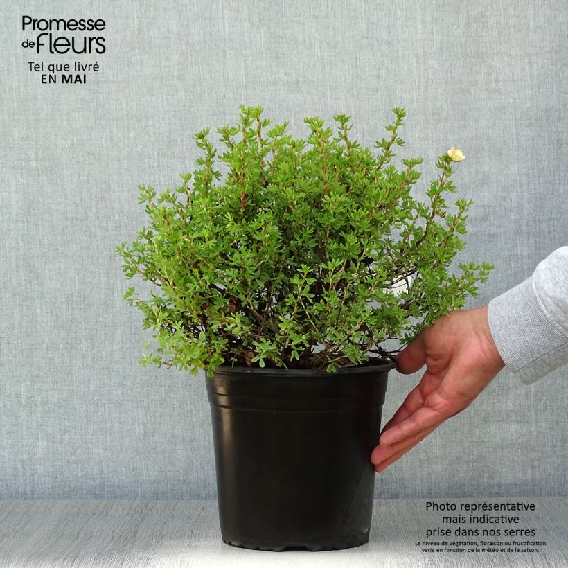 Exemplar von Fingerstrauch Double Punch Peach - Potentilla fruticosa Topf mit 3L/4L wie im Frühjahr geliefert