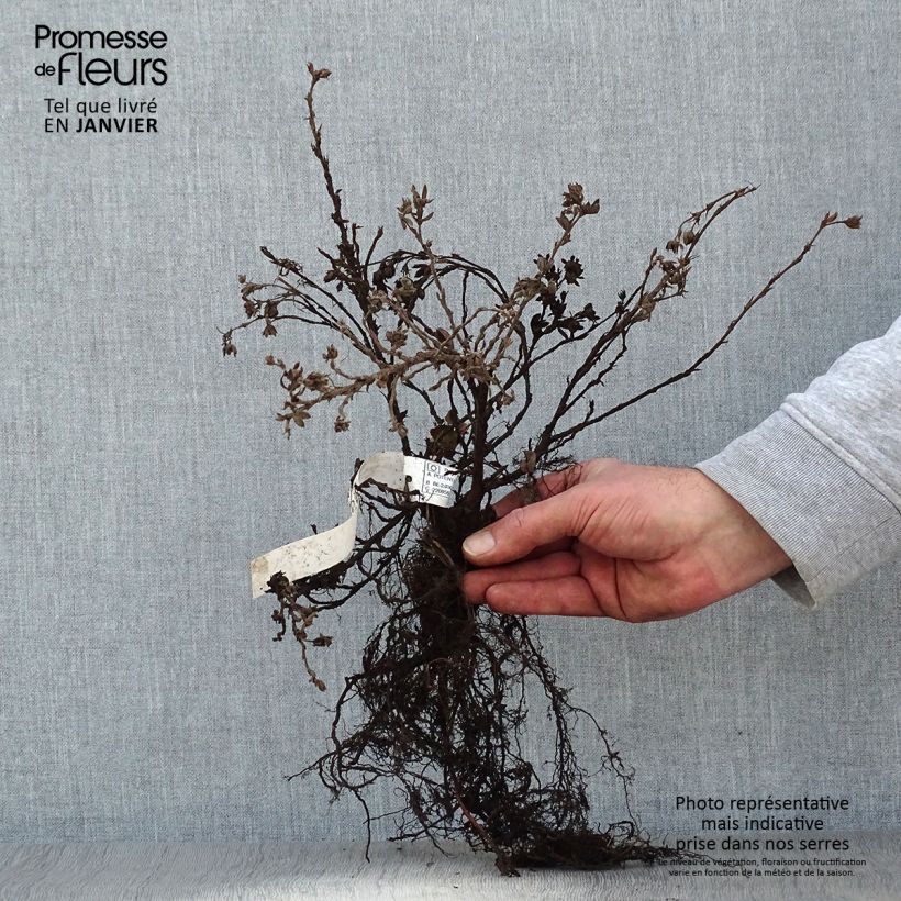 Example of Fingerstrauch Elizabeth - Potentilla fruticosa Wurzelnackt as you get in hiver