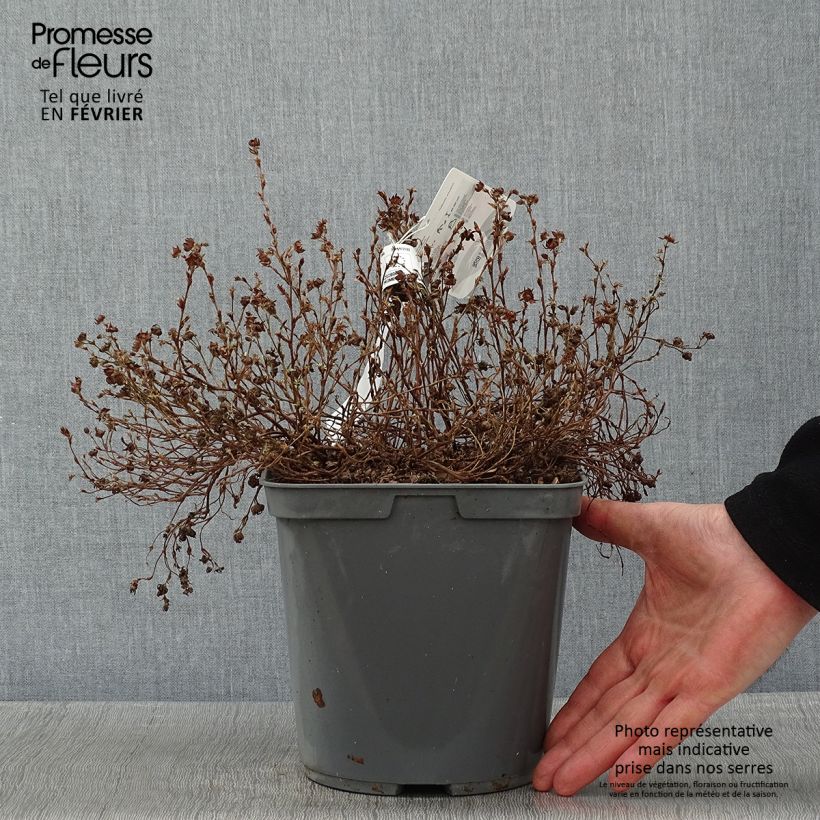 Exemplar von Fingerstrauch Red joker - Potentilla fruticosa Topf mit 3L/4L wie im Winter geliefert