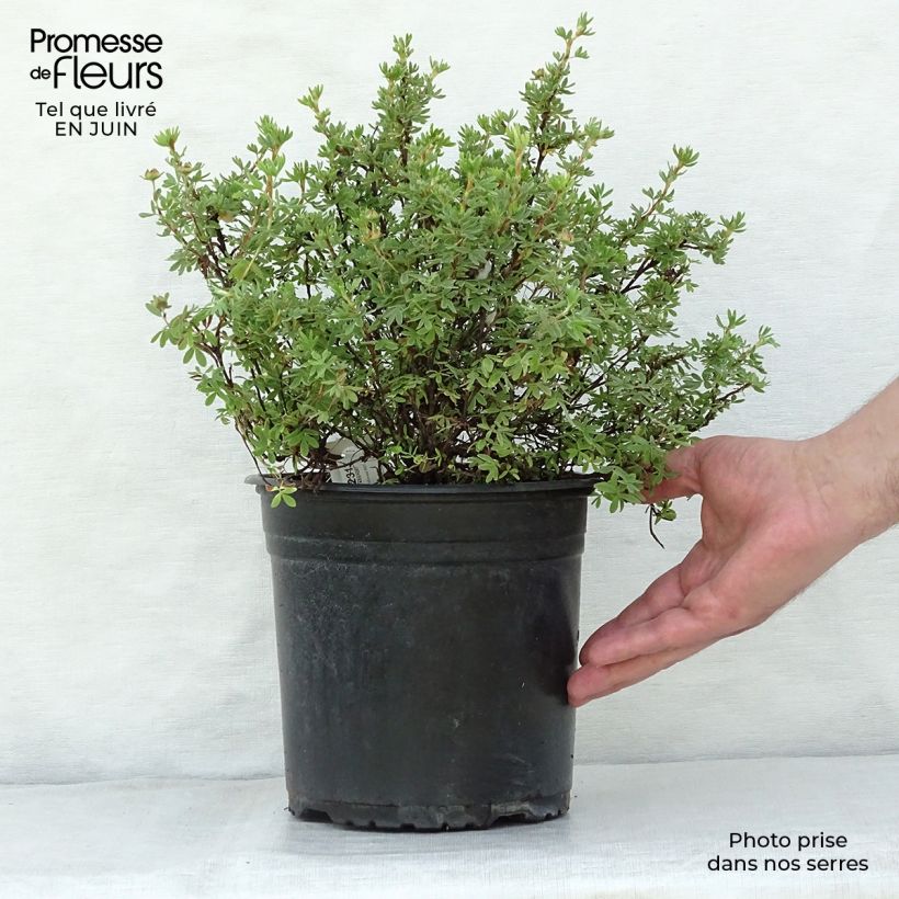 Exemplar von Fingerstrauch Red'issima - Potentilla fruticosa Topf mit 4L/5L wie im Sommer geliefert
