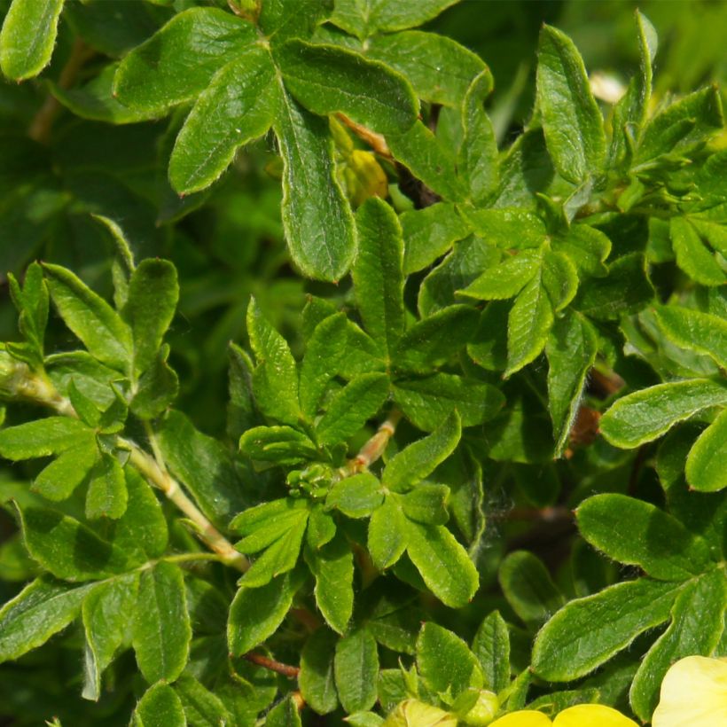 Fingerstrauch Sommerflor - Potentilla fruticosa (Foliage)