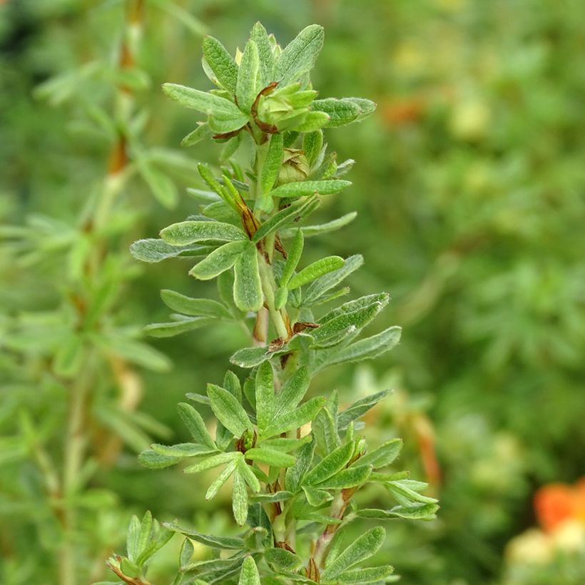 Fingerstrauch Orangissima - Potentilla fruticosa (Foliage)