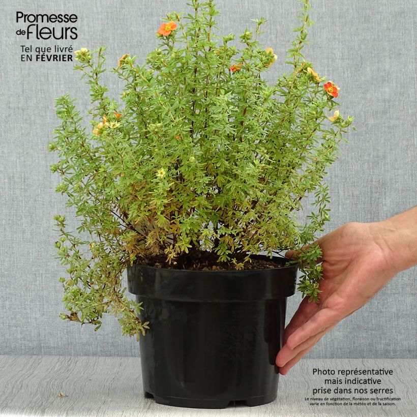 Example of Fingerstrauch Orangissima - Potentilla fruticosa Topf mit 4L/5L as you get in automne