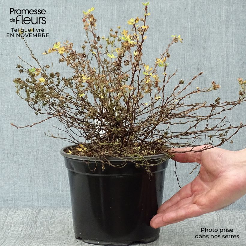 Example of Fingerstrauch Abbotswood - Potentilla fruticosa Topf mit 2L/3L as you get in automne