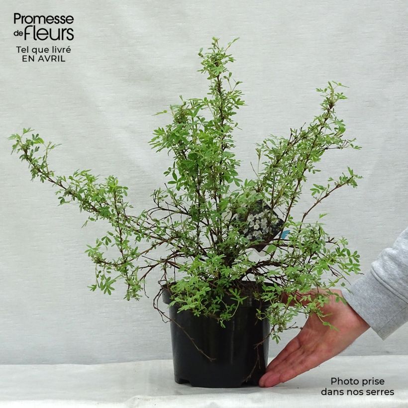 Exemplar von Fingerstrauch Abbotswood - Potentilla fruticosa Topf mit 2L/3L wie im Frühjahr geliefert