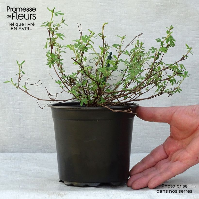 Exemplar von Fingerstrauch Abbotswood - Potentilla fruticosa Topf mit 1L/1,5L wie im Frühjahr geliefert