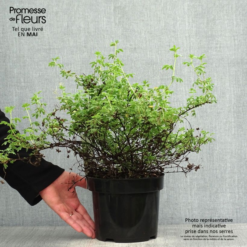 Exemplar von Fingerstrauch Medicine Wheel Mountain - Potentilla fruticosa Topf mit 2L/3L wie im Frühjahr geliefert