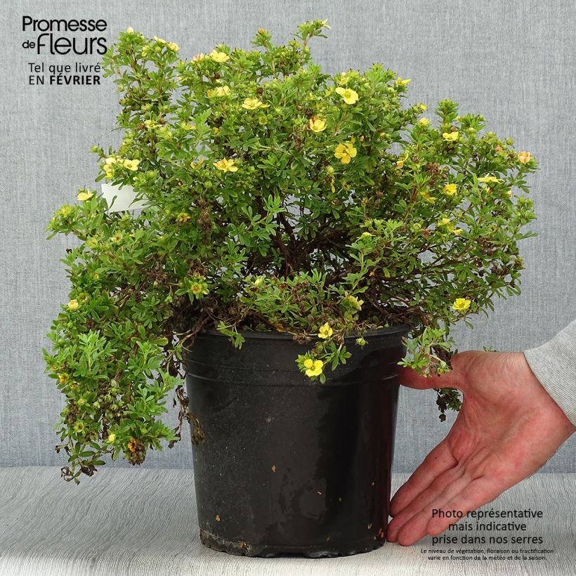 Example of Fingerstrauch Solar'issima - Potentilla fruticosa Topf mit 4L/5L as you get in automne