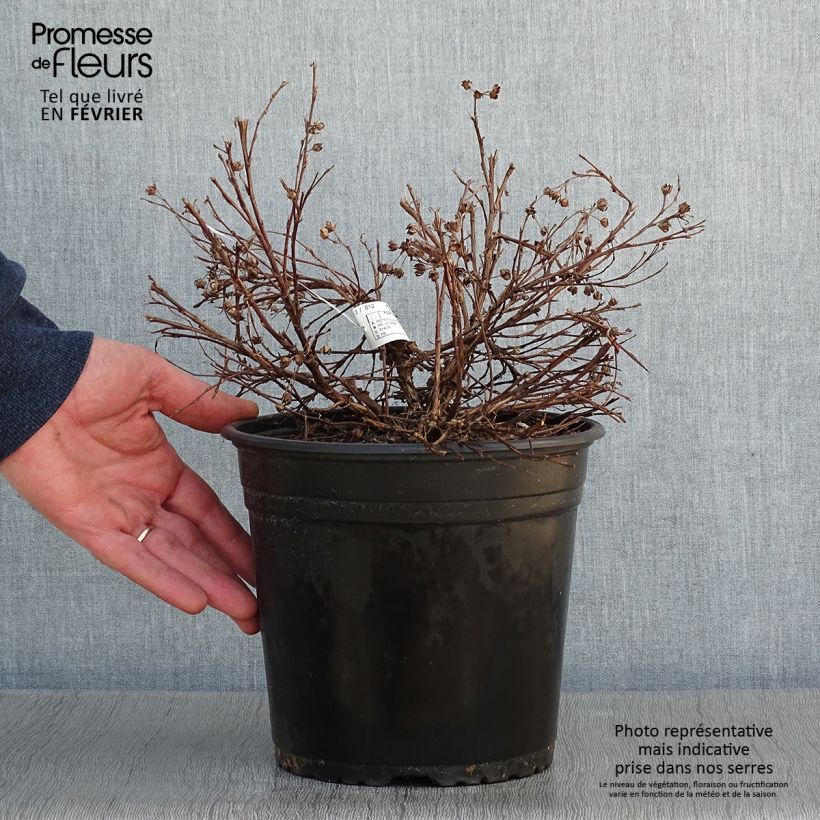Exemplar von Fingerstrauch Solar'issima - Potentilla fruticosa Topf mit 4L/5L wie im Winter geliefert