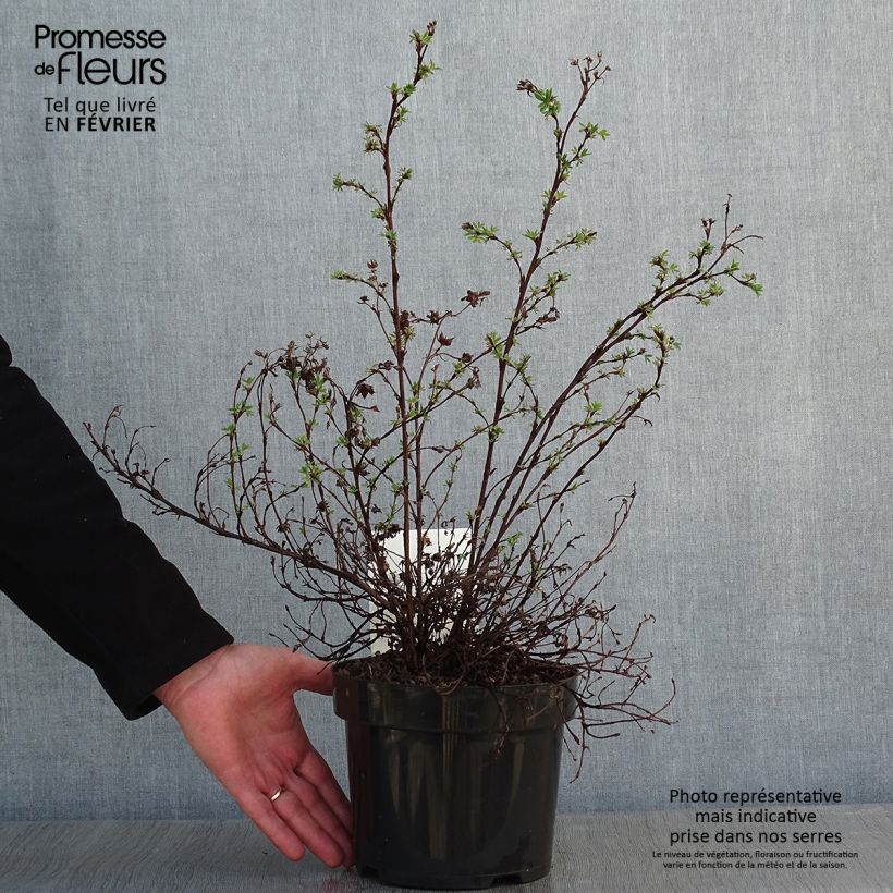 Exemplar von Fingerstrauch Sommerflor - Potentilla fruticosa Topf mit 2L/3L wie im Winter geliefert