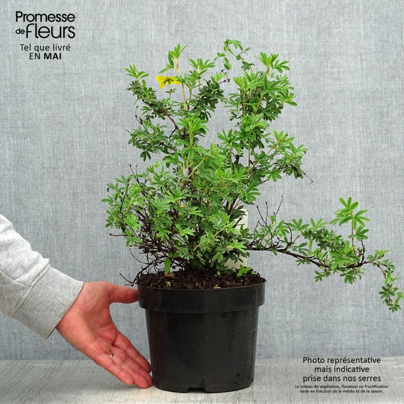 Exemplar von Fingerstrauch Sommerflor - Potentilla fruticosa Topf mit 2L/3L wie im Frühjahr geliefert