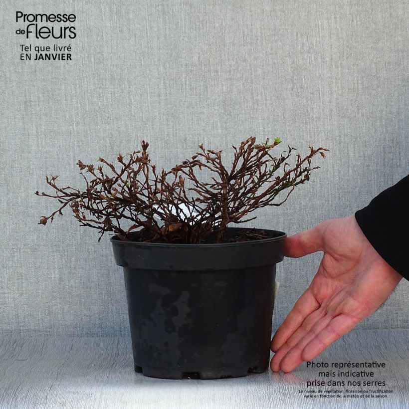 Exemplar von Fingerstrauch Tilford Cream - Potentilla fruticosa Topf mit 2L/3L wie im Winter geliefert