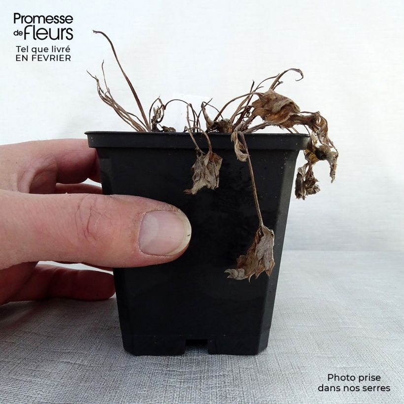 Exemplar von Blutrotes Fingerkraut - Potentilla atrosanguinea Kleine Töpfe von 8/9 cm wie im Winter geliefert