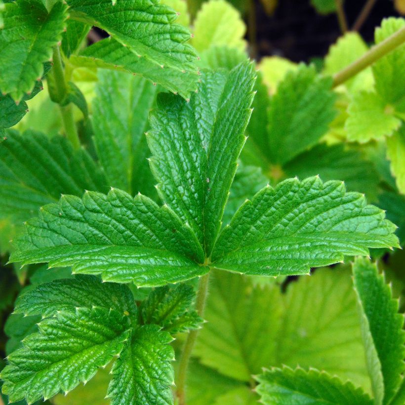 Potentilla Gibson s Scarlet - Blutrotes Fingerkraut (Foliage)