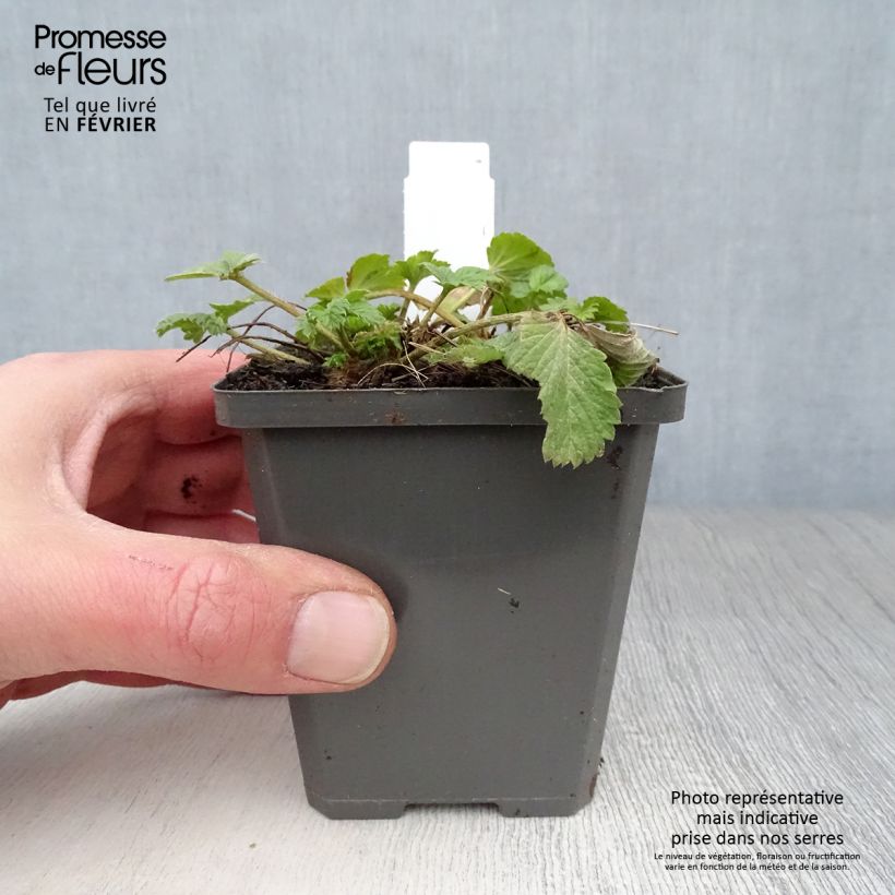 Exemplar von Potentilla Gibson s Scarlet - Blutrotes Fingerkraut Kleine Töpfe von 8/9 cm wie im Winter geliefert