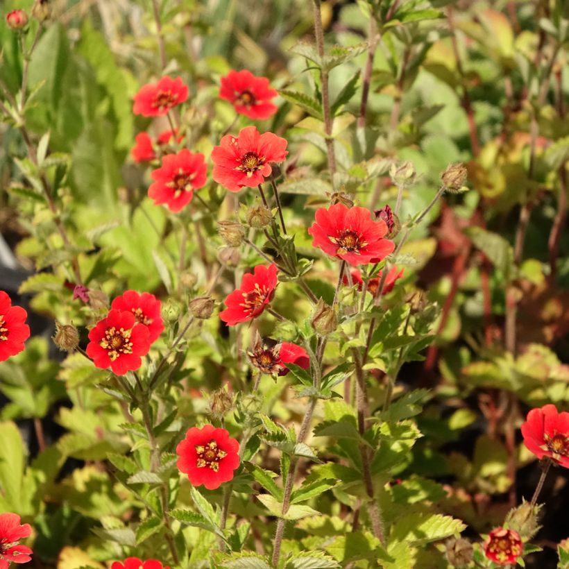 Potentilla Gibson s Scarlet - Blutrotes Fingerkraut (Flowering)