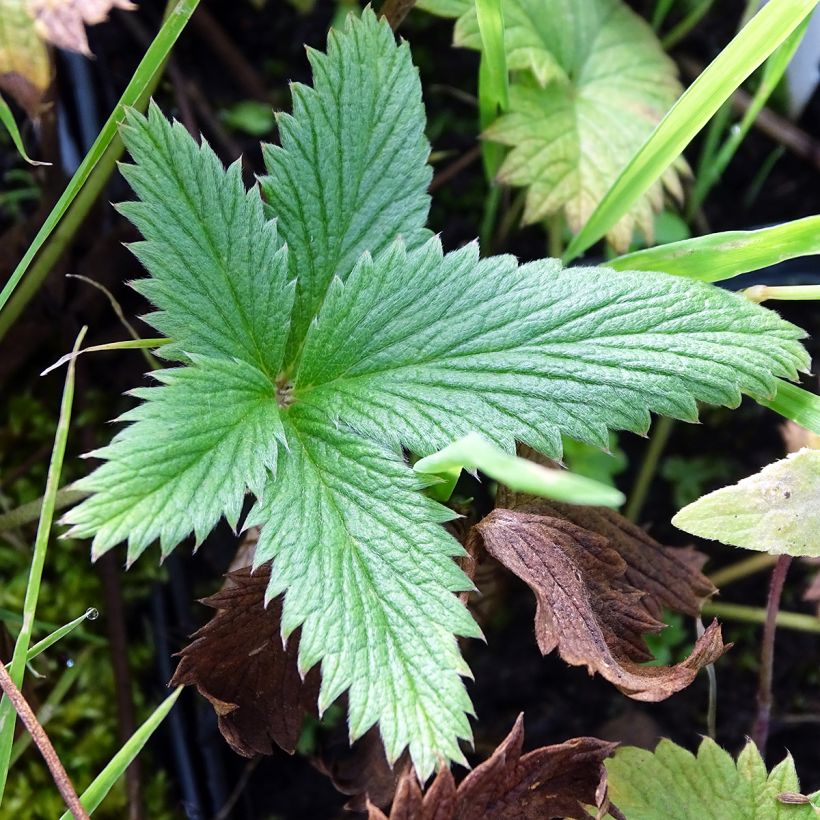 Potentilla William Rollisson - Oranges Fingerkraut (Foliage)