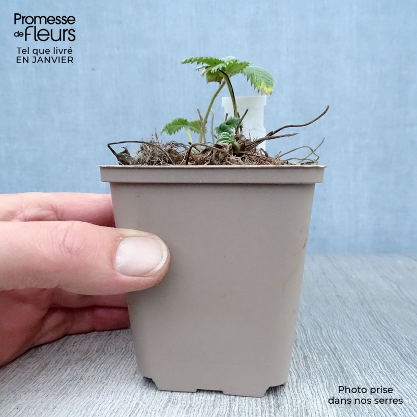 Exemplar von Potentilla William Rollisson - Oranges Fingerkraut Kleine Töpfe von 8/9 cm wie im Winter geliefert