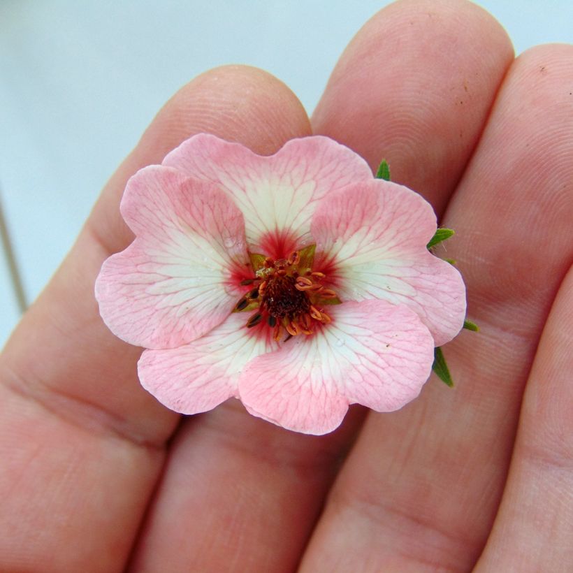 Potentilla hopwoodiana - Hopwoods Fingerkraut (Flowering)