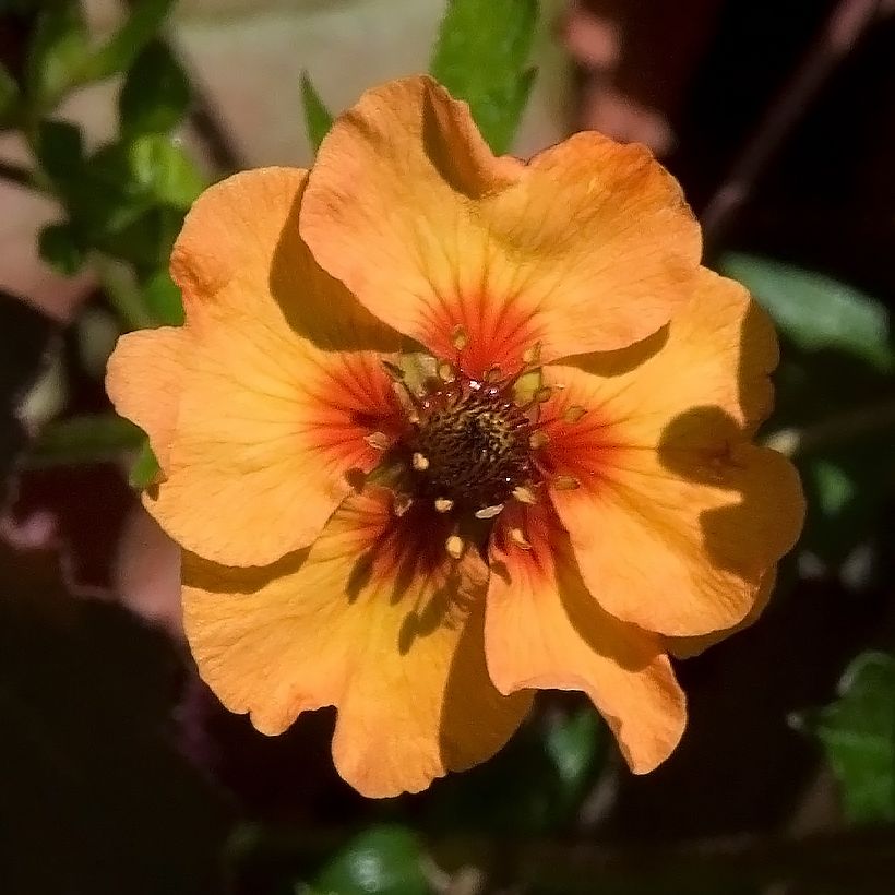 Potentilla tonguei - Fingerkraut (Flowering)