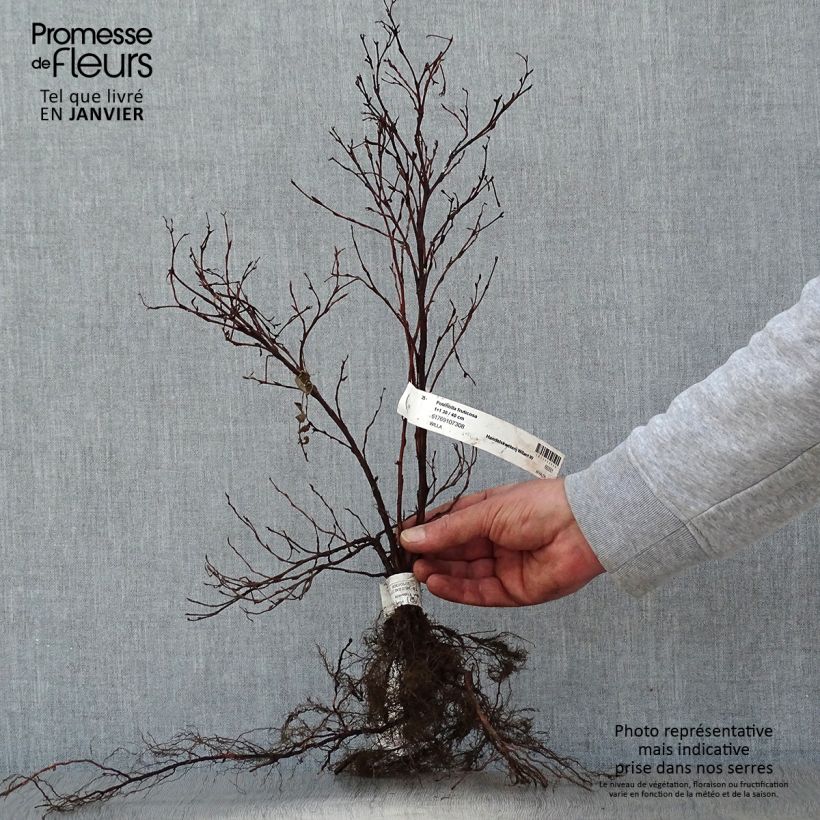 Example of Fingerstrauch - Potentilla fruticosa Wurzelnackt as you get in hiver