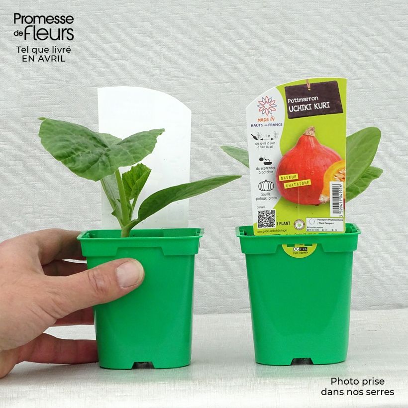 Example of Riesen-Kürbis Uchiki-Kuri (Pflanzen) Topf 10 cm/11cm as you get in printemps
