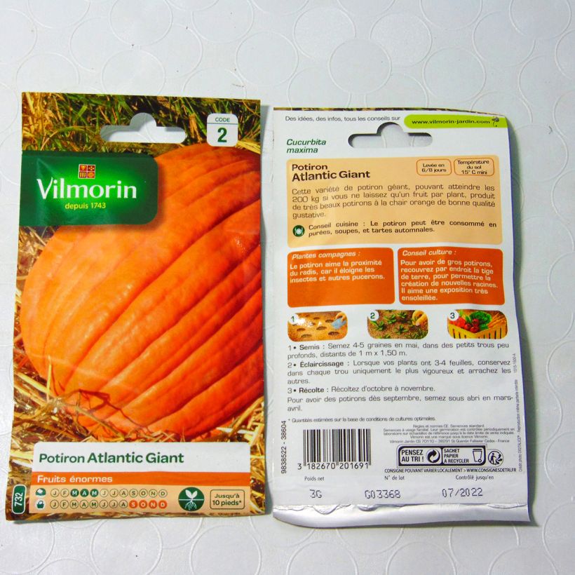 Example of Riesen-Kürbis Atlantic Giant - Vilmorin die Tüte mit 18 Samen (3g) as you get