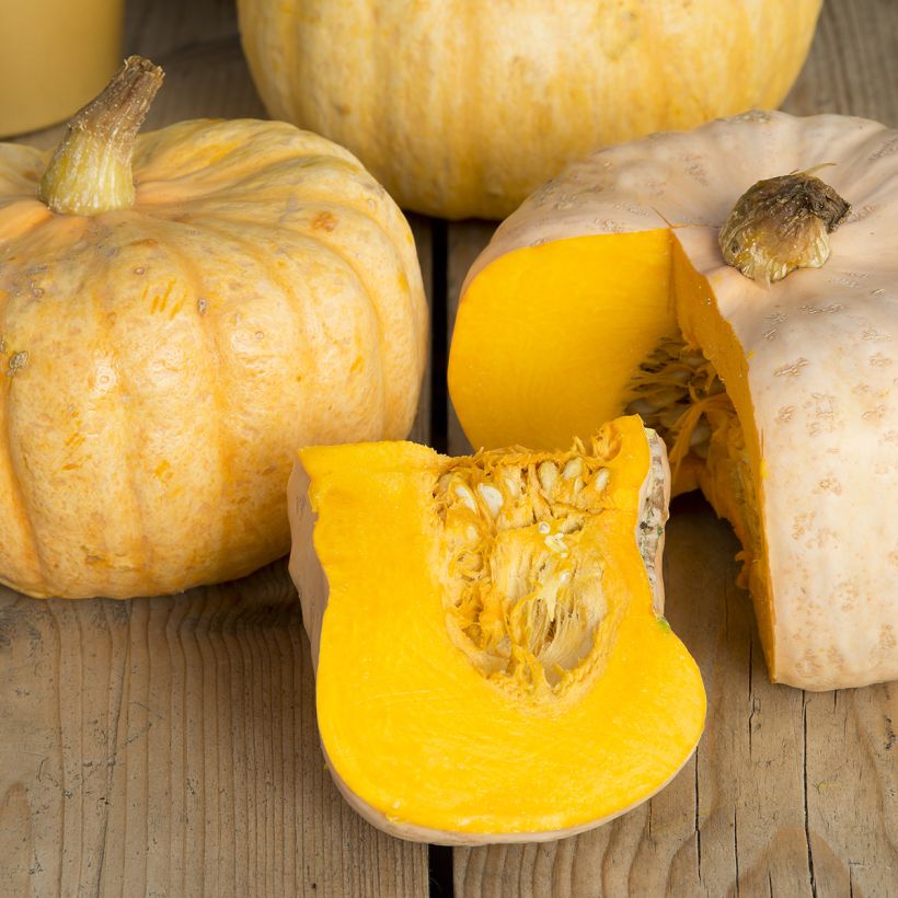 Riesen-Kürbis Australian Butter (Harvest)