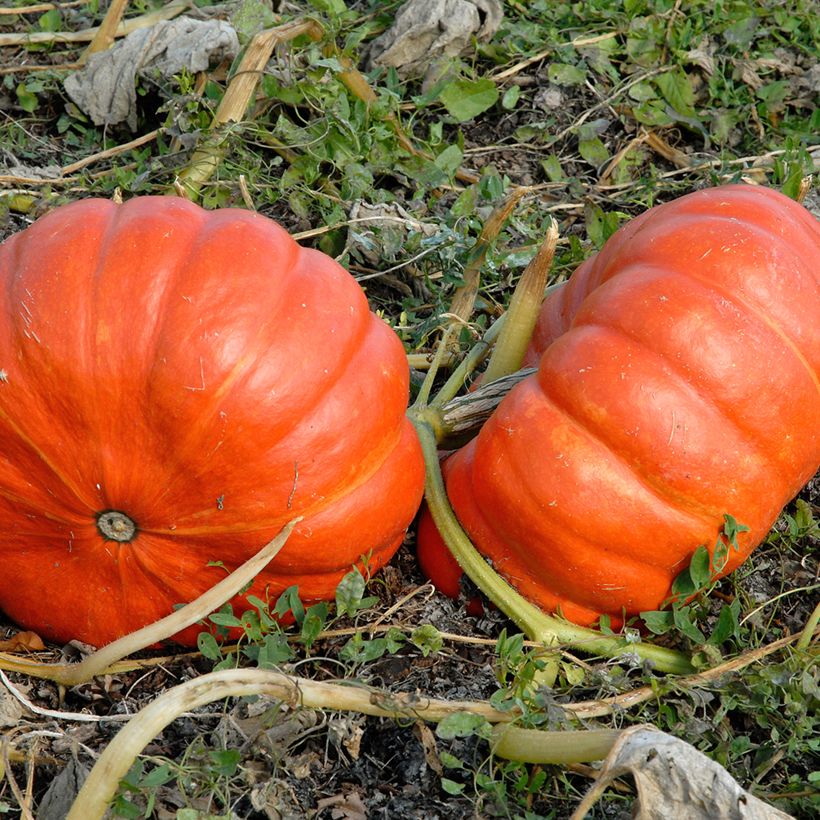 Riesen-Kürbis Rouge Vif d'Etampes Bio (Samen) (Harvest)
