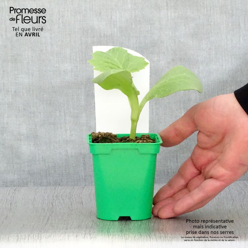 Example of Riesen-Kürbis Rouge Vif d'Etampes (Pflanzen) Topf 10 cm/11cm as you get in printemps