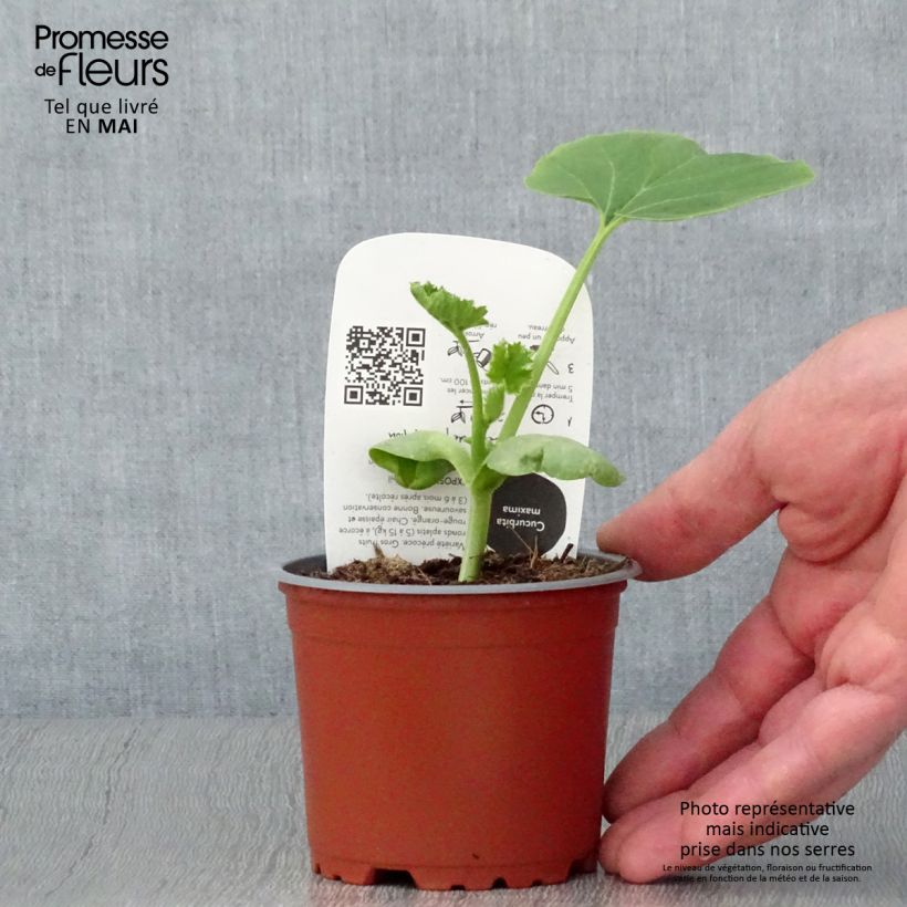 Example of Riesen-Kürbis Rouge Vif d'Etampes Bio (Pflanzen) Topf 10 cm/11cm as you get in printemps