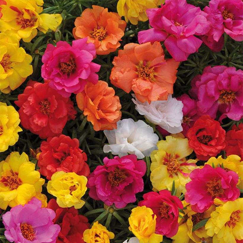 Portulakröschen Sundial Mix - Portulaca (Flowering)