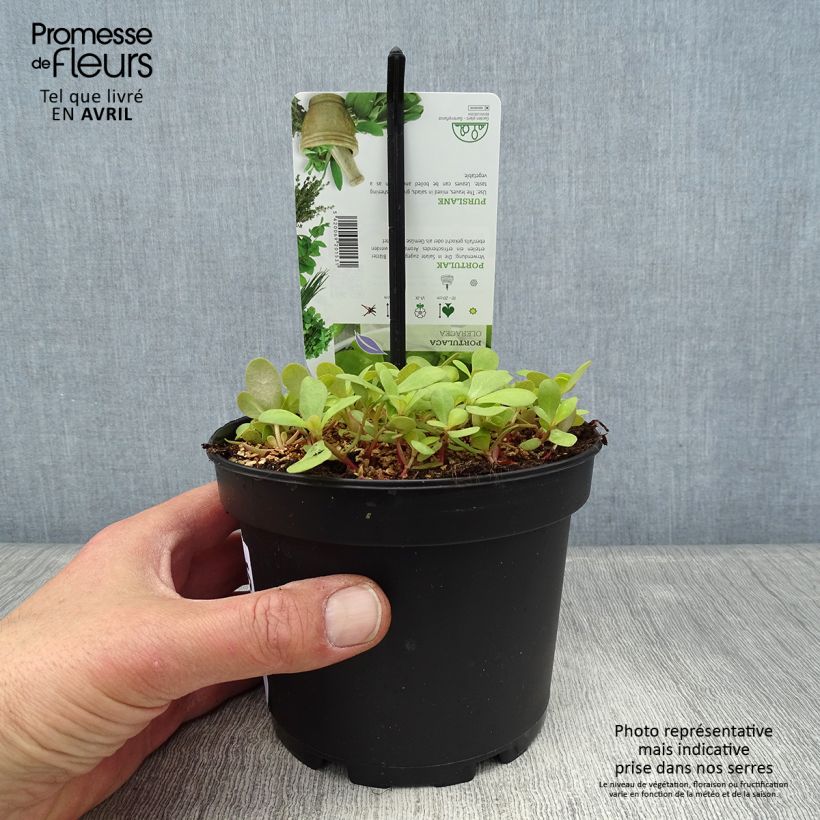 Exemplar von Portulak - Portulaca oleracea Topf mit 1,5L/2L wie im Frühjahr geliefert