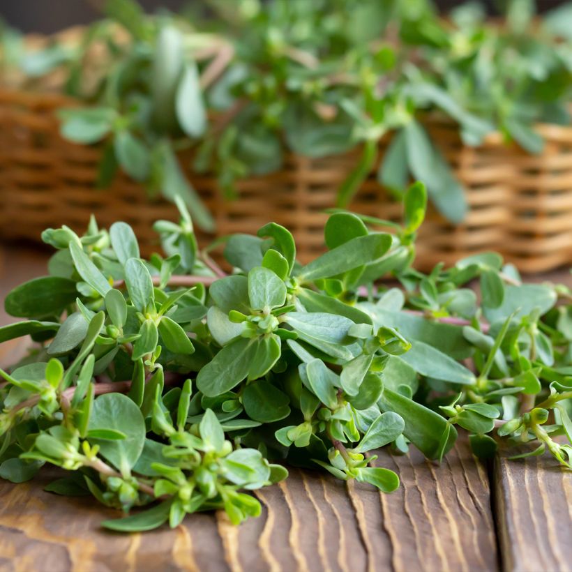 Portulak - Portulaca oleracea (Harvest)