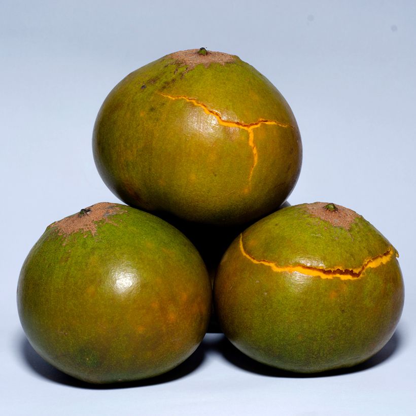Pouteria obovata - Lucuma (Harvest)