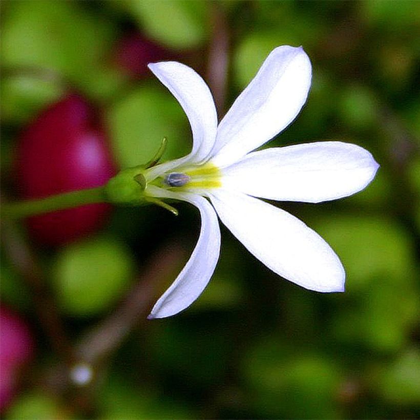 Pratia angulata - Teppichlobelie (Blüte)