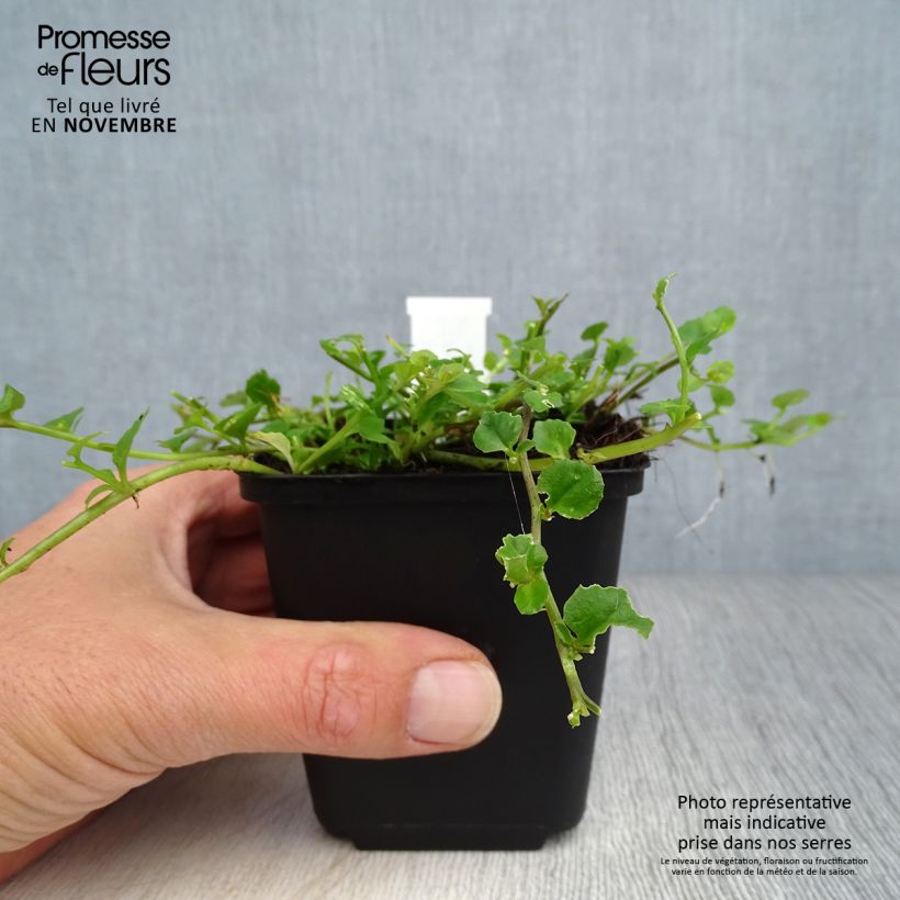 Example of Pratia angulata - Teppichlobelie Kleine Töpfe von 8/9 cm as you get in automne