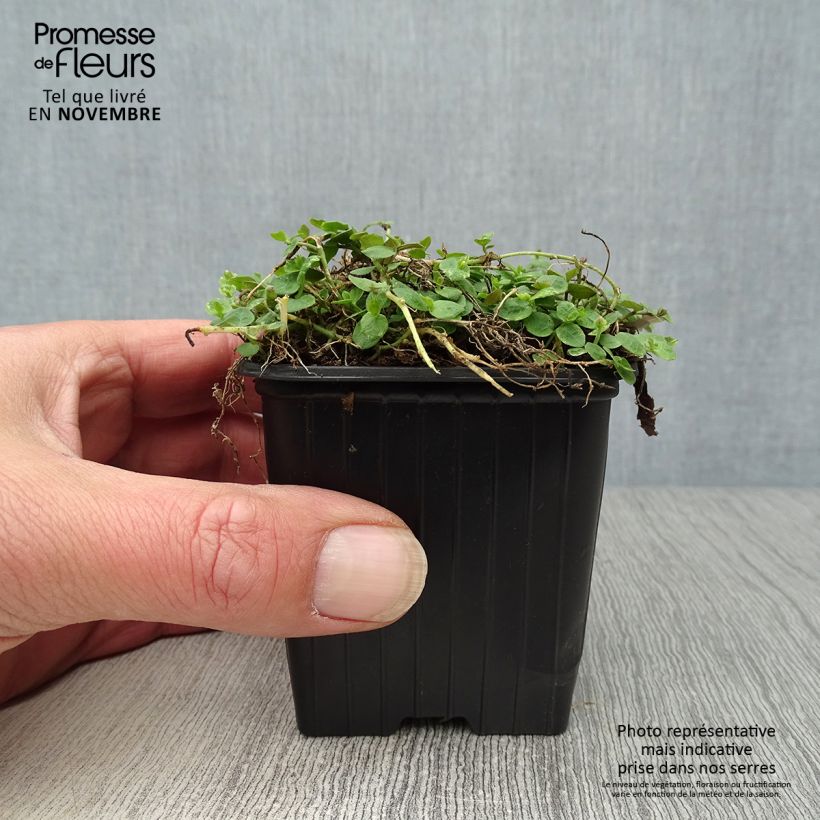 Example of Pratia pedunculata - Teppichlobelie Kleine Töpfe von 8/9 cm as you get in automne