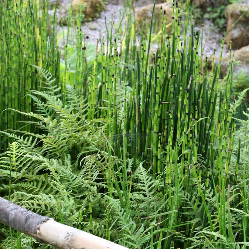 Equisetum hyemale - Winter-Schachtelhalm (Plant habit)
