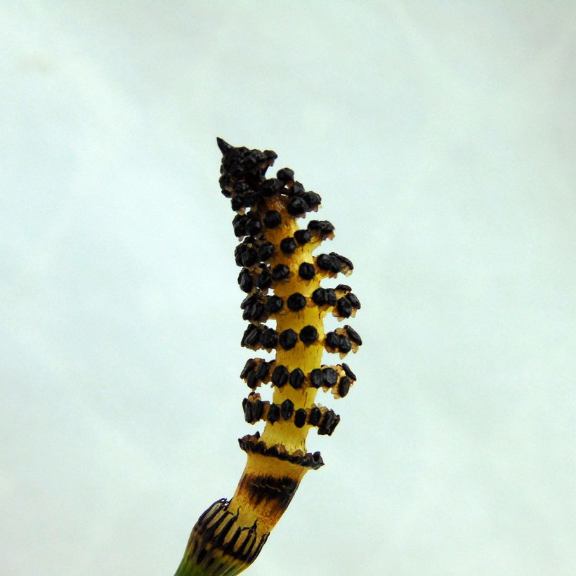 Equisetum hyemale - Winter-Schachtelhalm (Flowering)