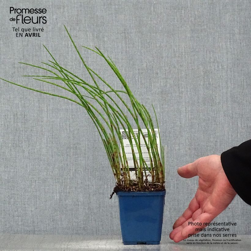 Exemplar von Equisetum fluviatile - Teich-Schachtelhalm Kleine Töpfe von 8/9 cm wie im Frühjahr geliefert