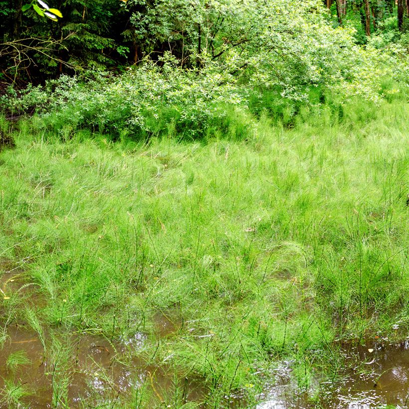 Equisetum fluviatile - Teich-Schachtelhalm (Plant habit)