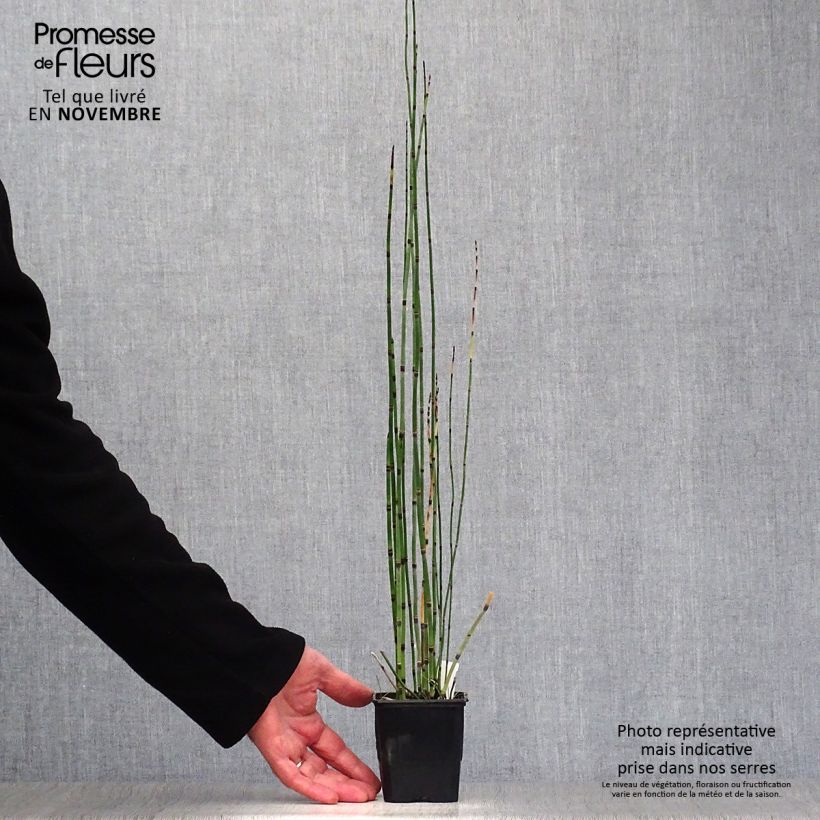 Example of Equisetum hyemale - Winter-Schachtelhalm Kleine Töpfe von 8/9 cm as you get in automne