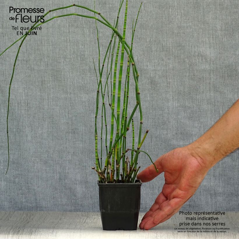 Exemplar von Equisetum hyemale - Winter-Schachtelhalm Kleine Töpfe von 8/9 cm wie im Sommer geliefert