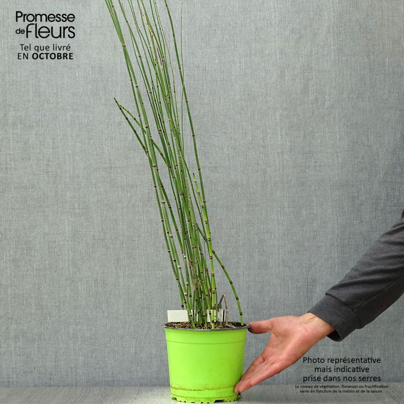 Example of Equisetum hyemale - Winter-Schachtelhalm Topf mit 2L/3L as you get in automne