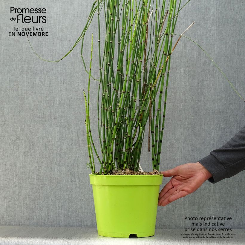 Example of Equisetum hyemale - Winter-Schachtelhalm Topf mit 7,5L/10L as you get in automne