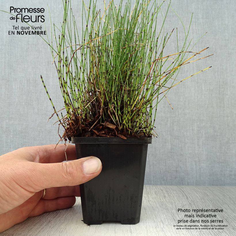 Example of Equisetum scirpoides - Binsen-Schachtelhalm Kleine Töpfe von 8/9 cm as you get in automne